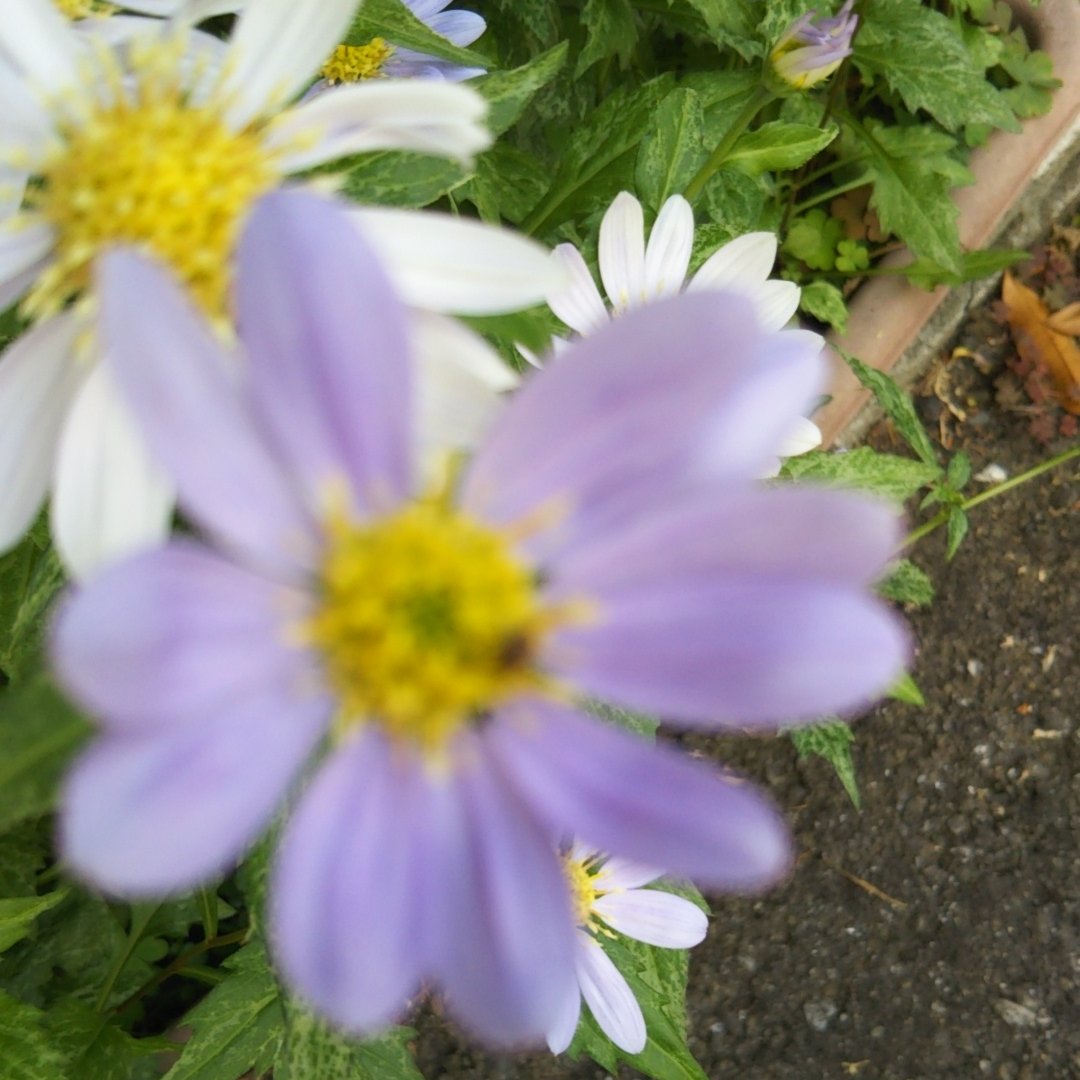 こじやん 6月23日の誕生花 ミヤコワスレ 都忘れ キク科 花言葉 別れ しばしの憩い 今日の一句 みづからの葉音のなかの幹涼し 村上鞆彦