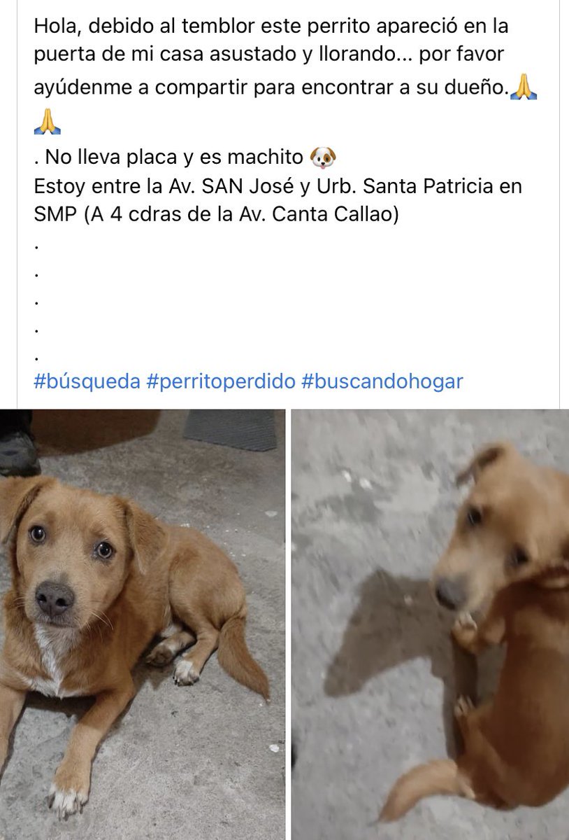 quinualover's tweet photo. Perrito encontrado durante el temblor en #CantaCallao #SMP contacto Janett Albarrán Urbanización Santa Patricia https://t.co/aaivUmT4pw