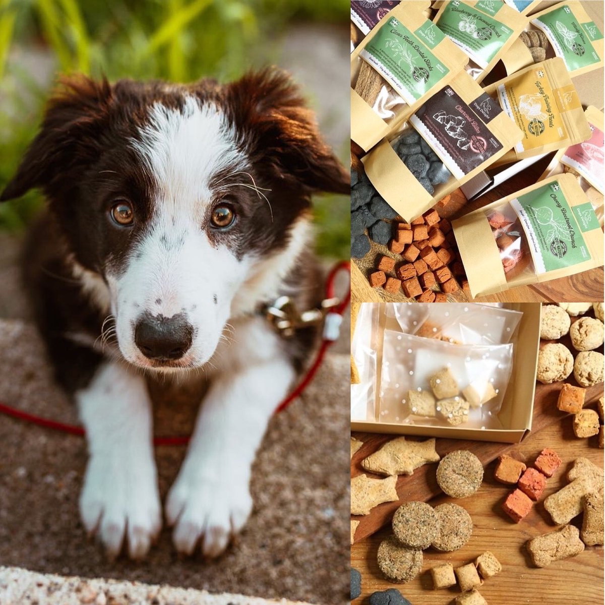 Dotty4Paws tweet media