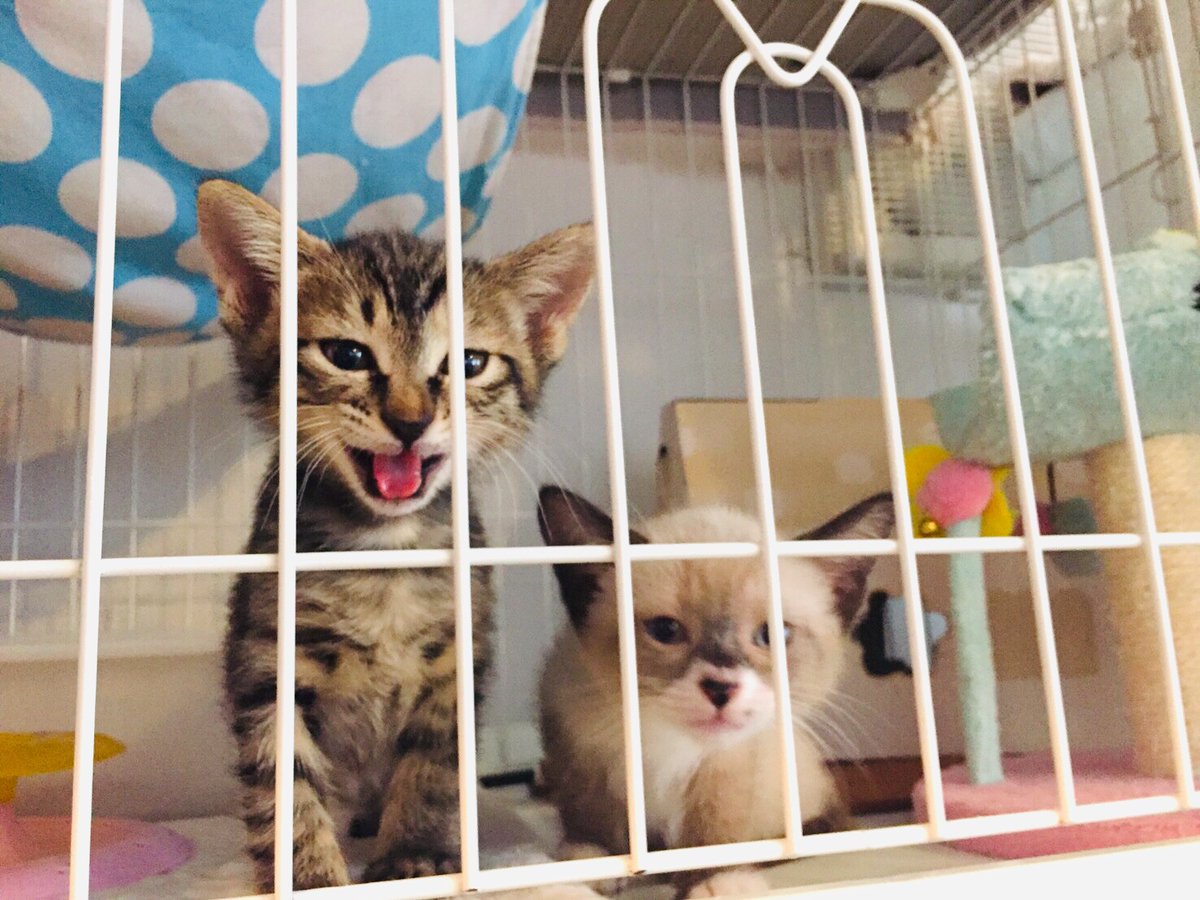 CATS_INN_TOKYO's tweet photo. レッド、ダイヤ、蒼、樹は不妊手術のため本日はお店にいません。
大人の階段登ってきます!頑張れ〜!!(>ω<)
お店は13〜20時(最終入場19時)で営業します♫
キャッツイン東京
#保護猫カフェ #板橋 #猫 #子猫 #里親募集 #urawacit #botanicit https://t.co/tlpLMiHcvX