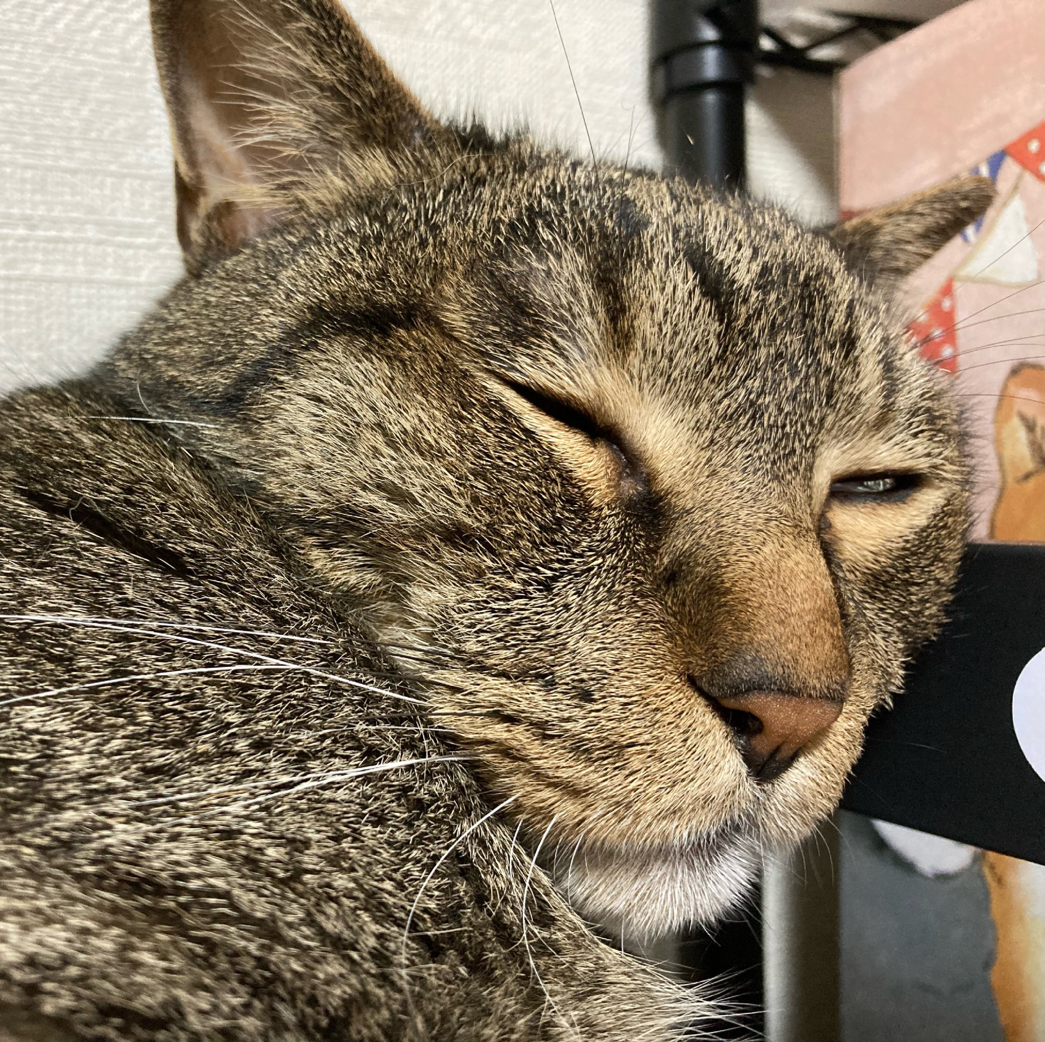 キジトラ猫のレオ 4kmrlekn7tcnb7m Twitter