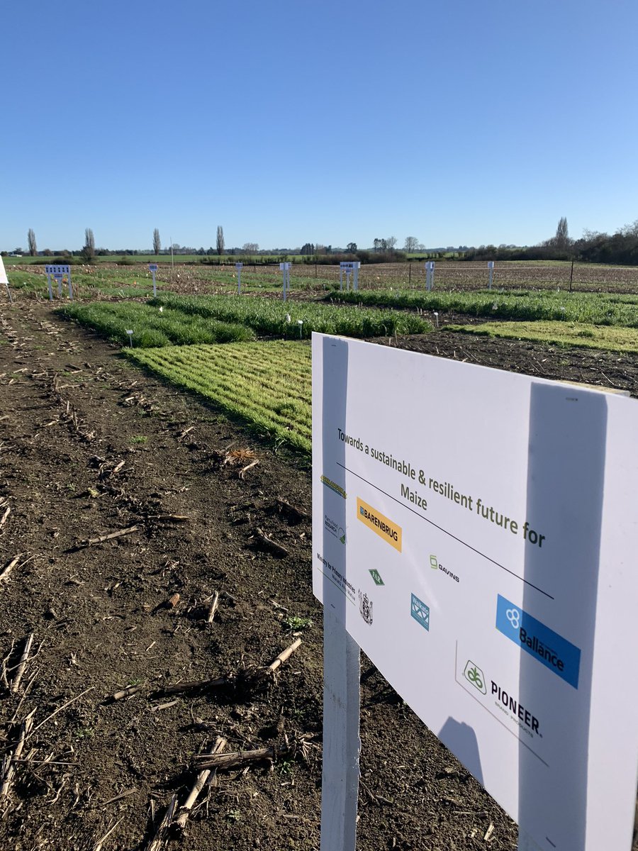 JCBarenbrugNZ's tweet photo. Great day yacking in the Waikato sun about #catchcrops &amp; what we can be doing to capture as much Nitrogen as possible ex-Maize over winter #pioneer #sff @FARarable @plantandfood @BarenbrugNZ @BallanceSci #nitrogen #maize https://t.co/Myi5dQ8PP8