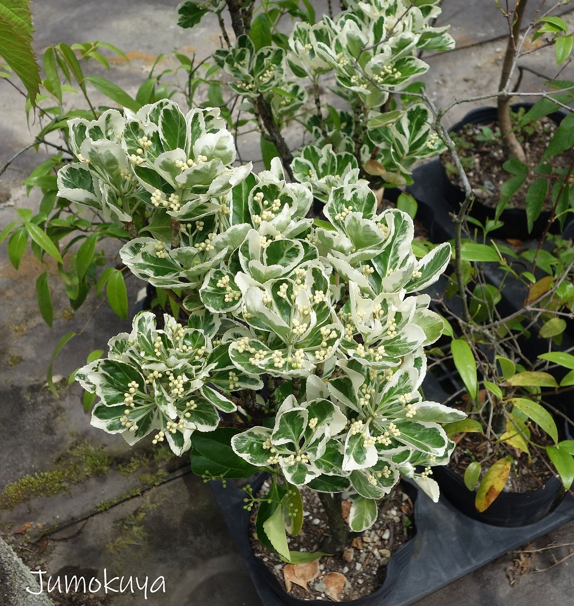 ট ইট র シンボルツリー庭木植木の樹木屋 ギンマサキです 斑が白です 日陰にも比較的強い常緑樹です 庭の中で半日陰の薄暗い場所を葉の明るさで美しく魅せるのによいですね ট ইট র シンボルツリー庭木植木の樹木屋 ギンマサキです 斑が白です 日陰にも比較的強い常緑樹です 庭の中で半日陰の薄暗い場所を葉の明るさで美しく魅せるのによいですね