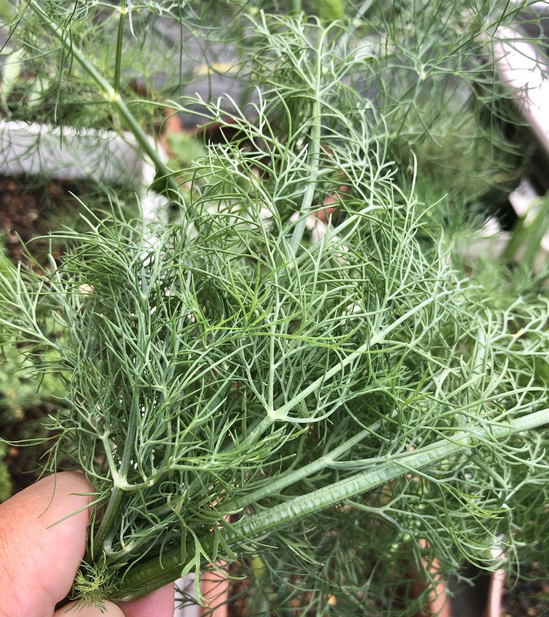 Udo Music Production 宇童 吉克 空きプランターから勝手に出てきたたった一株のディル がこんなに オリーブオイル マヨネーズ ニンニクで炒めてソースを作ります それを蒸したじゃがいもにつけて食べると美味しいんですよね 花 ハーブ 野菜 家庭