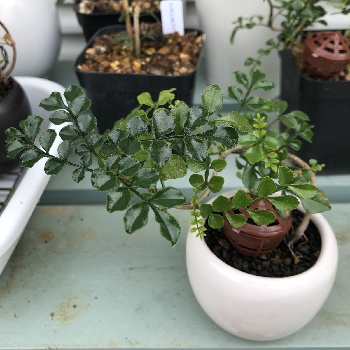 ちは 植物用 こっちのシマトネリコも成長点を切ったら木の途中からワサワサと新芽が出てきて良い感じ 盆栽