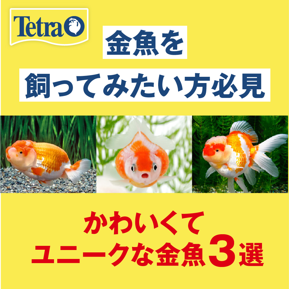 テトラ Tetra Tetra Jp Twitter