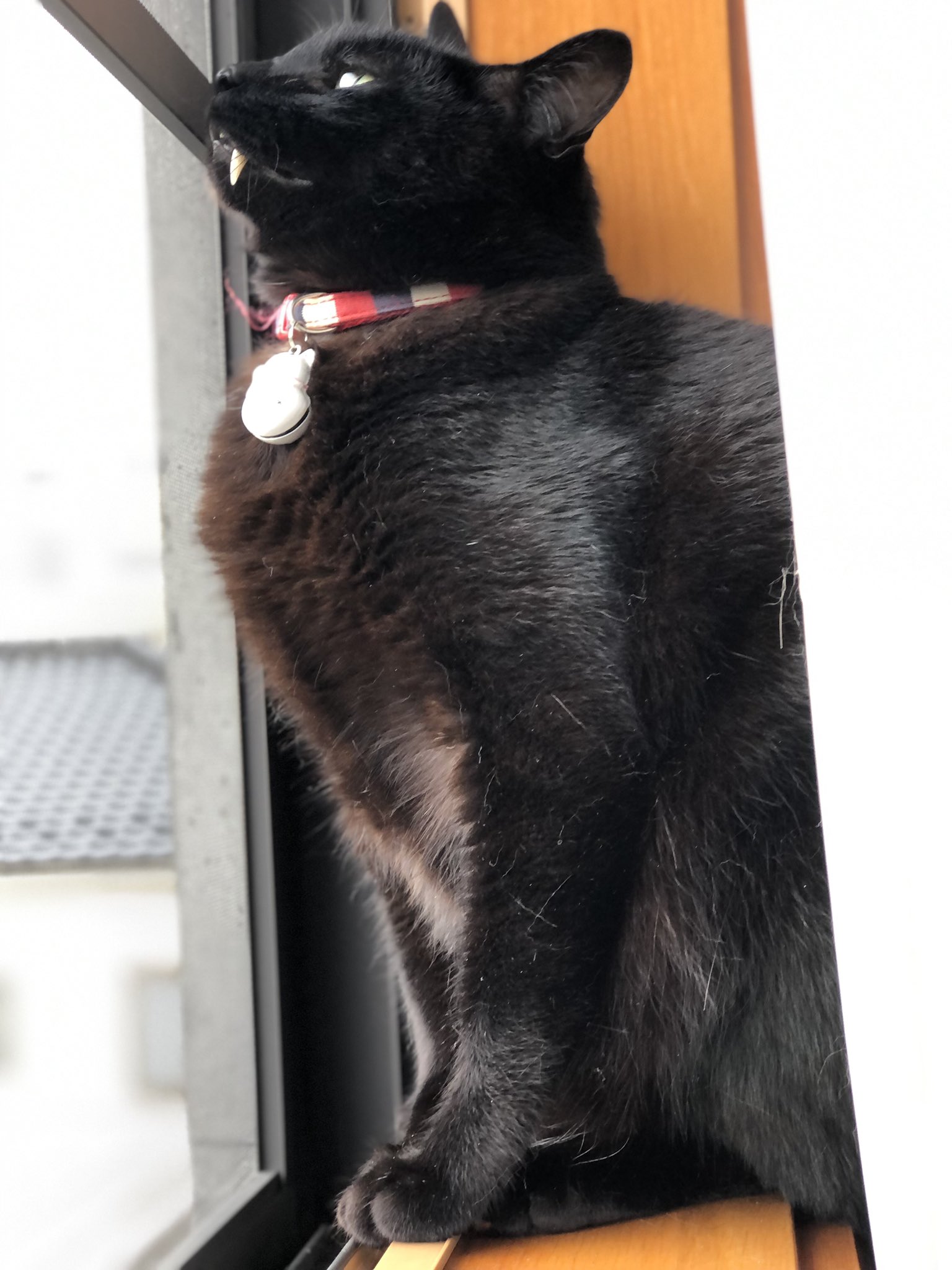 Savatora 雨ニャ 黒猫 保護猫 3才オス 甘えん坊 ドラキュラ 犬歯 歯が長い ヴァンパイア バンパイヤ Vampire Vampirecat Blackcat T Co Vsqdup3ccd Twitter