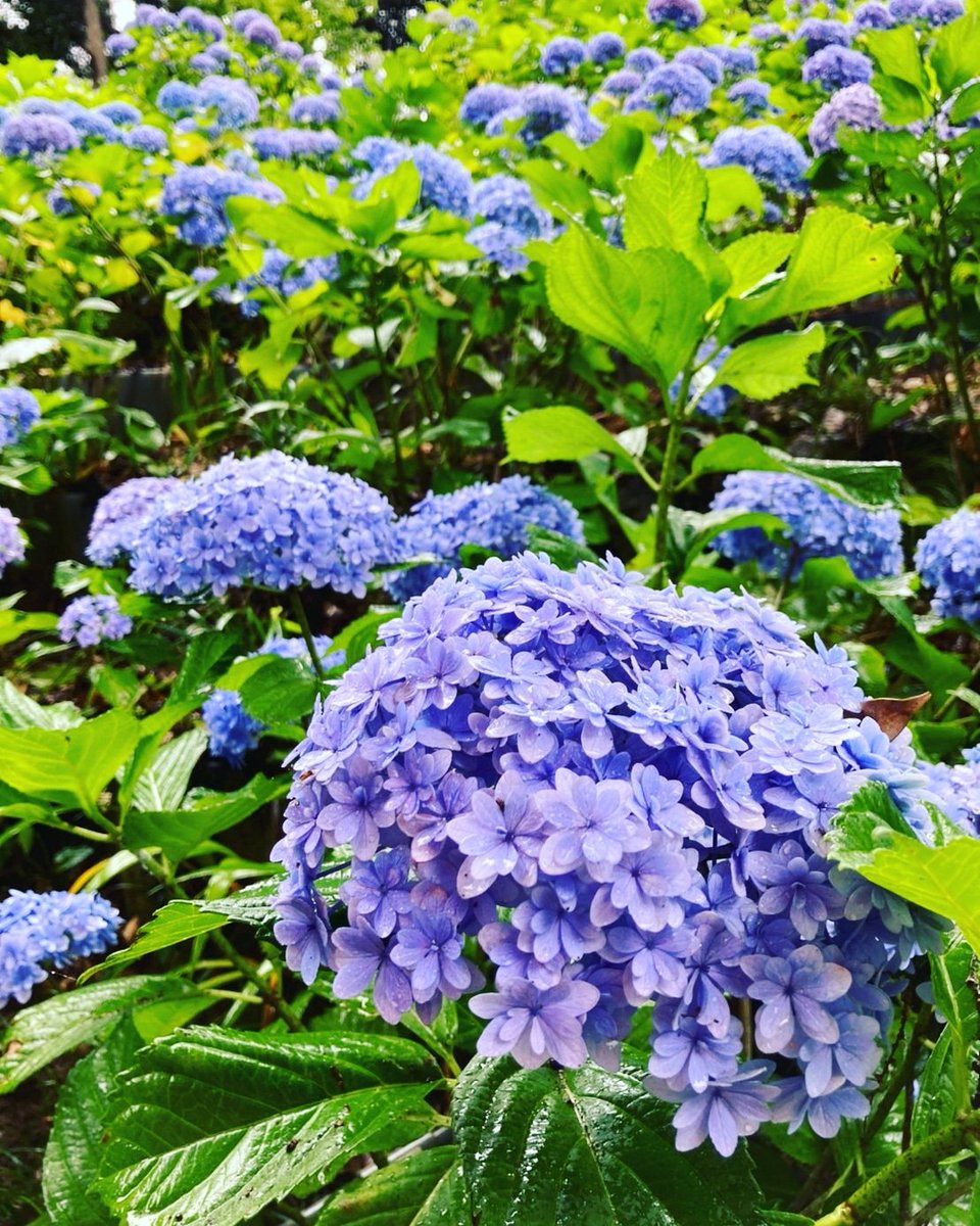 二本松寺 あじさいの杜 茨城県潮来市 Nihonmatsuji1 Twitter