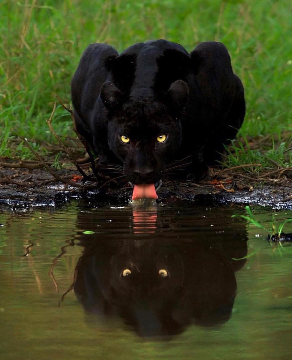 travel4freak's tweet photo. Black panther🖤
#smartcandy
#animals #nature #animal #pets #love #cute #wildlife #pet #cats #dog #photography #dogs #instagram #cat #naturephotography #of #photooftheday #animallovers #wildlifephotography #petsofinstagram #catsofinstagram #instagood  #animalsofinstagram #bhfyp https://t.co/Hjl2VUKmmt