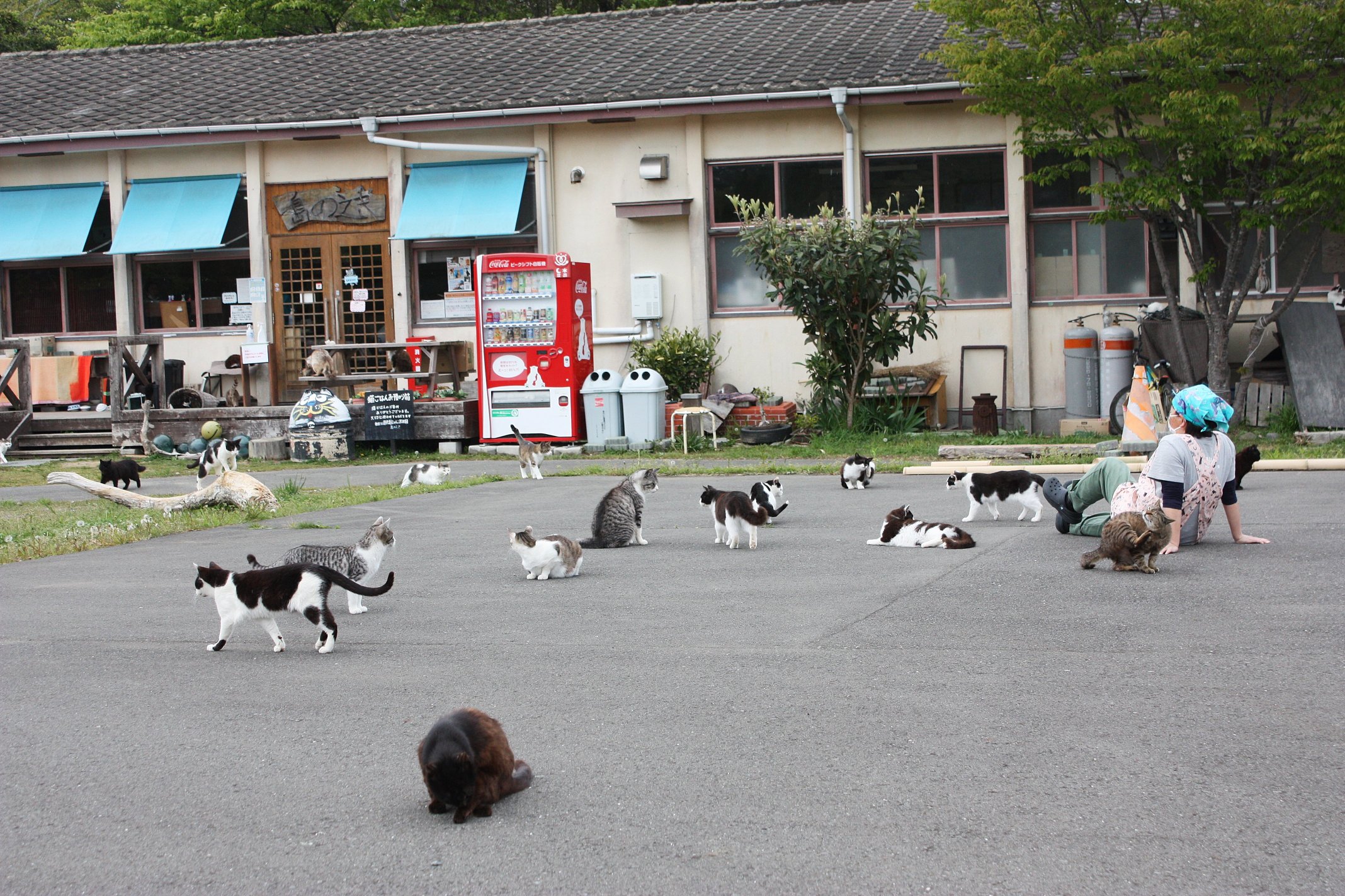猫達の信頼度高過ぎ Twitter Search Twitter