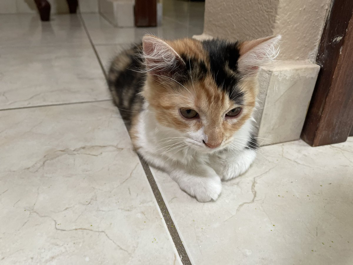 escatconc's tweet photo. 🚨AYUDA🚨

Mi gatita se escapó. En el área de Puerto Nuevo. Tiene un tag y responde por Pintita. 

PLEASE HELP ME FIND MY BABY https://t.co/9ZjVS80443