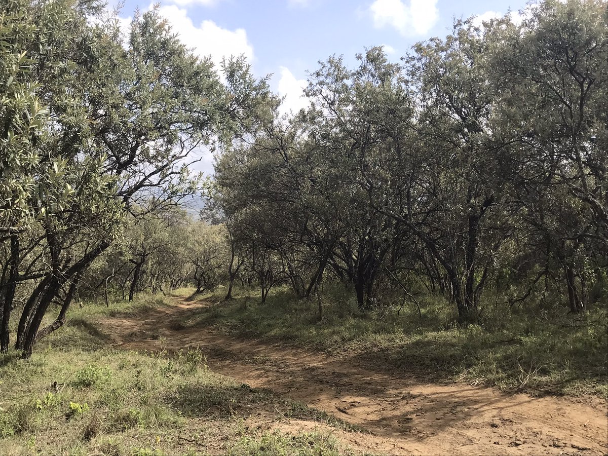 Geoff_Mayes's tweet photo. The last few days have been fun! - media recce with @McKlein_Rally &amp; last night a zoom briefing to all the drivers about how to behave around wild animals, where non other than @SebOgier questioned me about the risks of running 1st on the road…today - shakedown! @wrcsafarirally https://t.co/i0KHDJj4YS