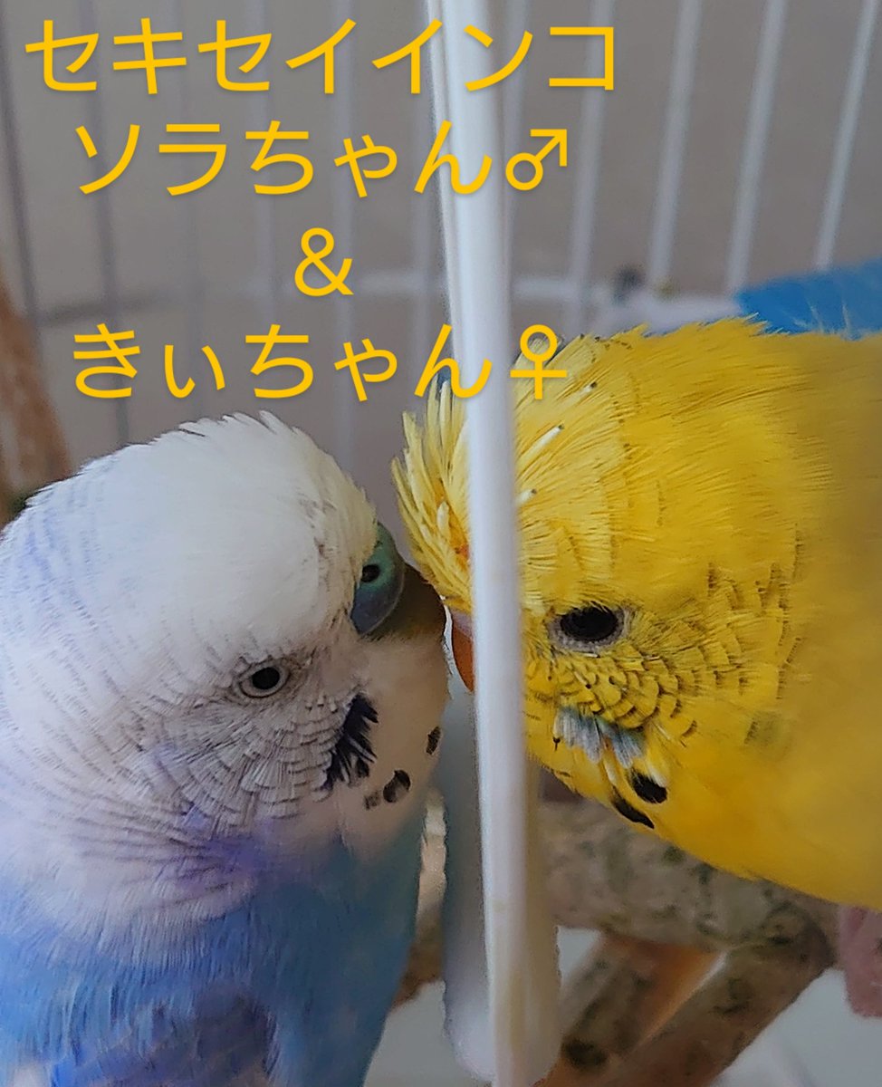 小鳥さん好き🐥🐰☺️ tweet media