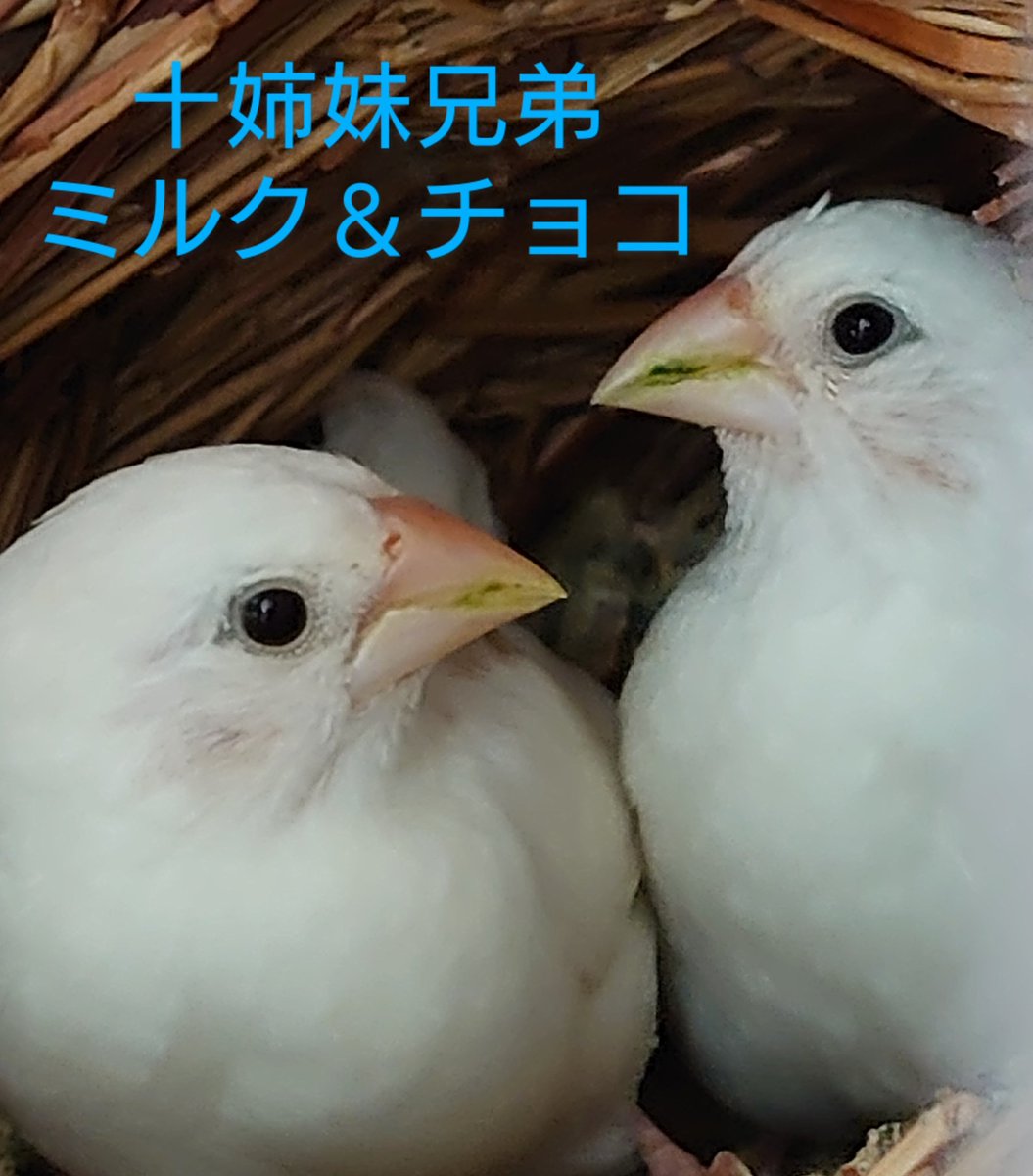 小鳥さん好き🐥🐰☺️ tweet media