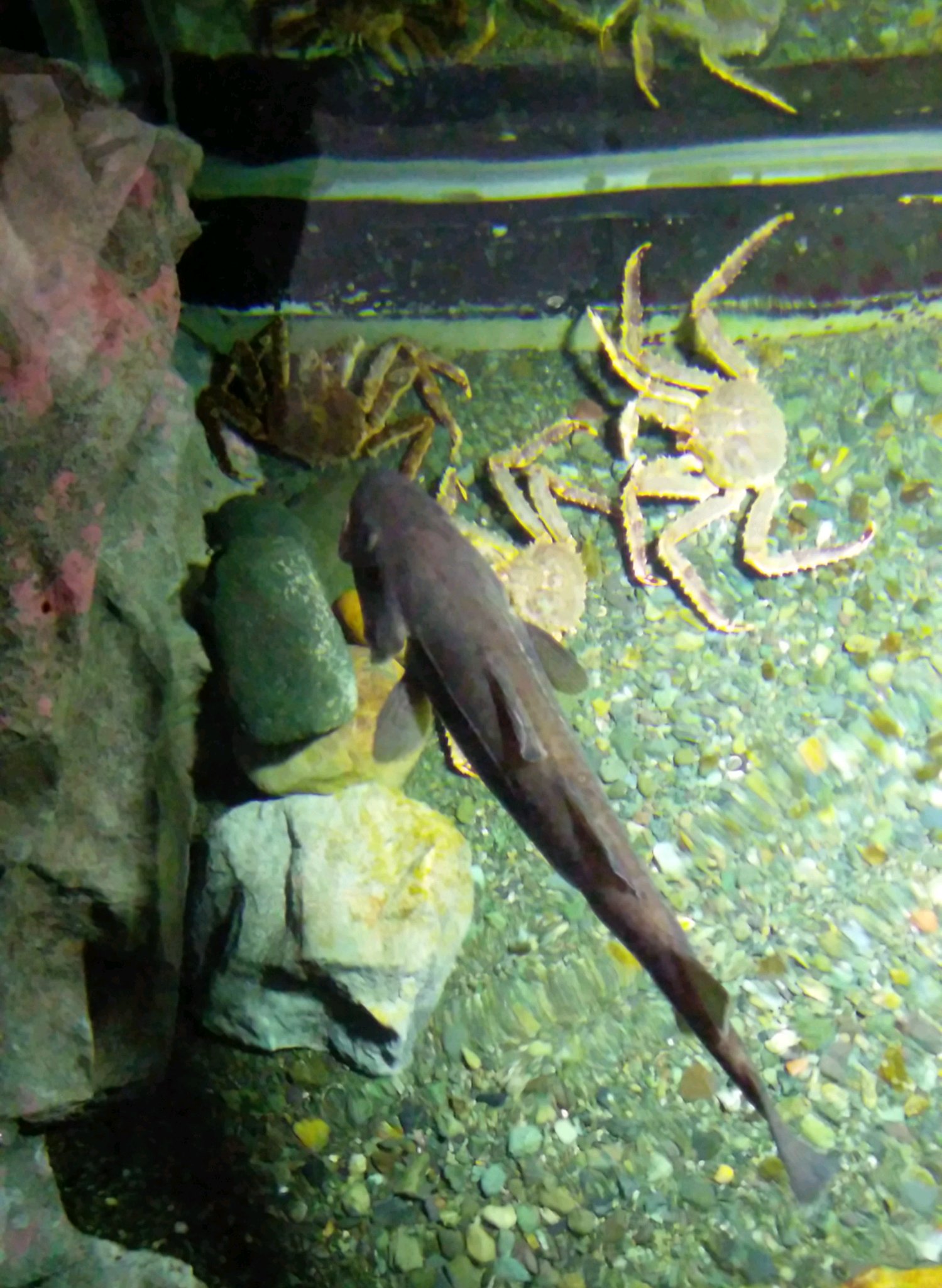 おたる水族館 水槽の上からのぞくと タラバガニとマダラ が見えました T Co O74hh4ltag Twitter