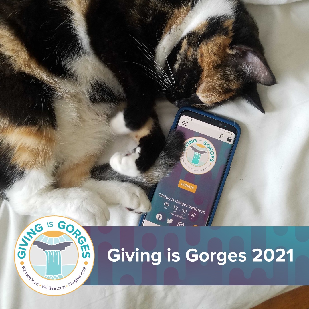The day you've been waiting for has finally arrived! 🎉 #GivingisGorges has officially kicked off!! Donate now to your favorite local nonprofits to show your support! 😻💜hubs.ly/H0QQXlG0 #twithaca
