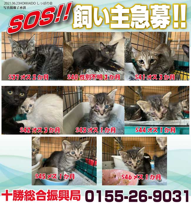 認定npo法人hokkaidoしっぽの会 北海道内保健所情報 収容犬猫全70頭 昨日より12頭増 飼い主探しノート全道掲載数90頭 帯広保健所では 推定1 3か月の子猫7頭が 出会いを待っています どの子も 車庫や物置で発見されました 十勝総合振興局
