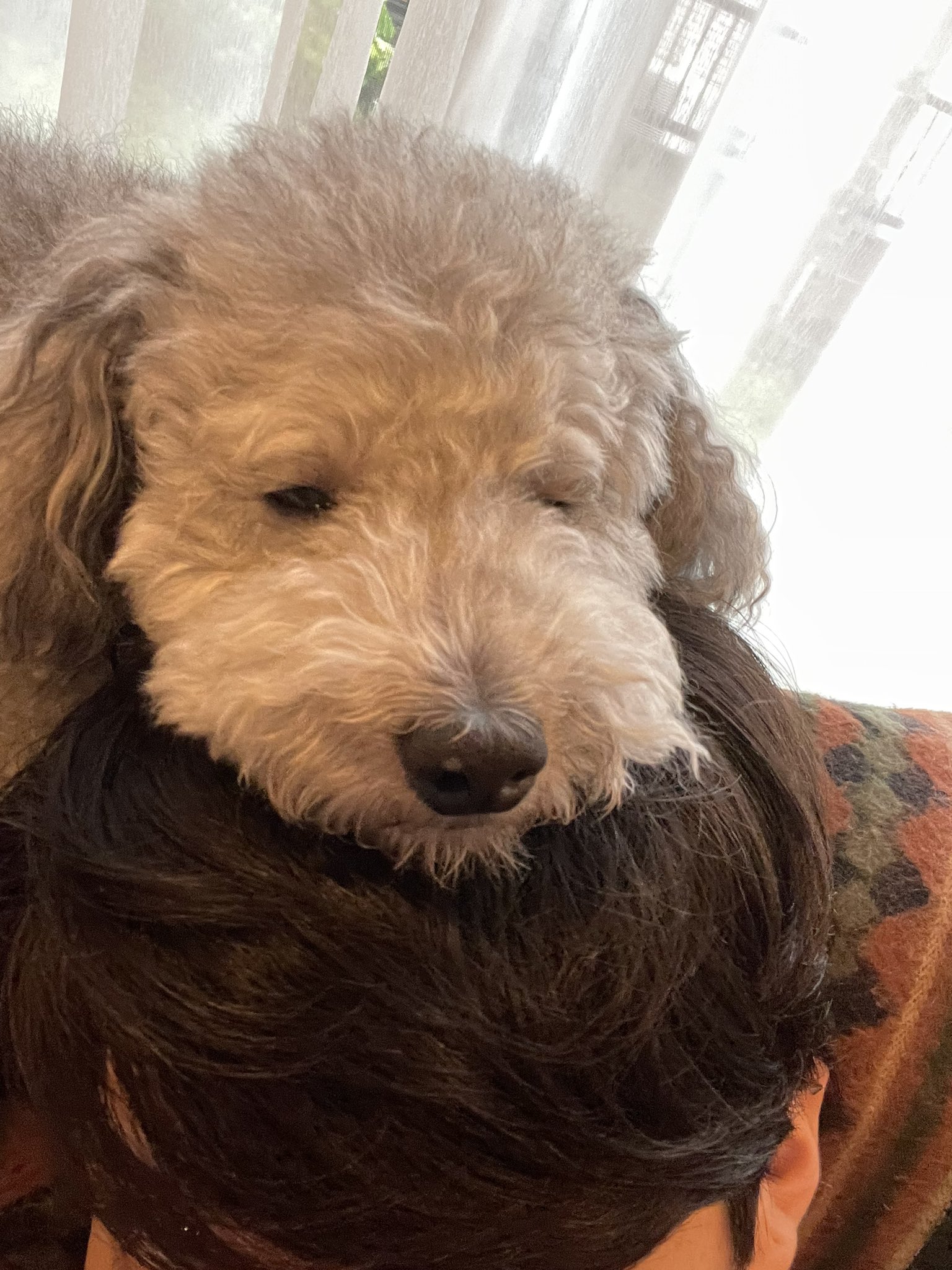 油木田一清 犬のあご置きになる人生悪くない T Co Netkhtdji9 Twitter