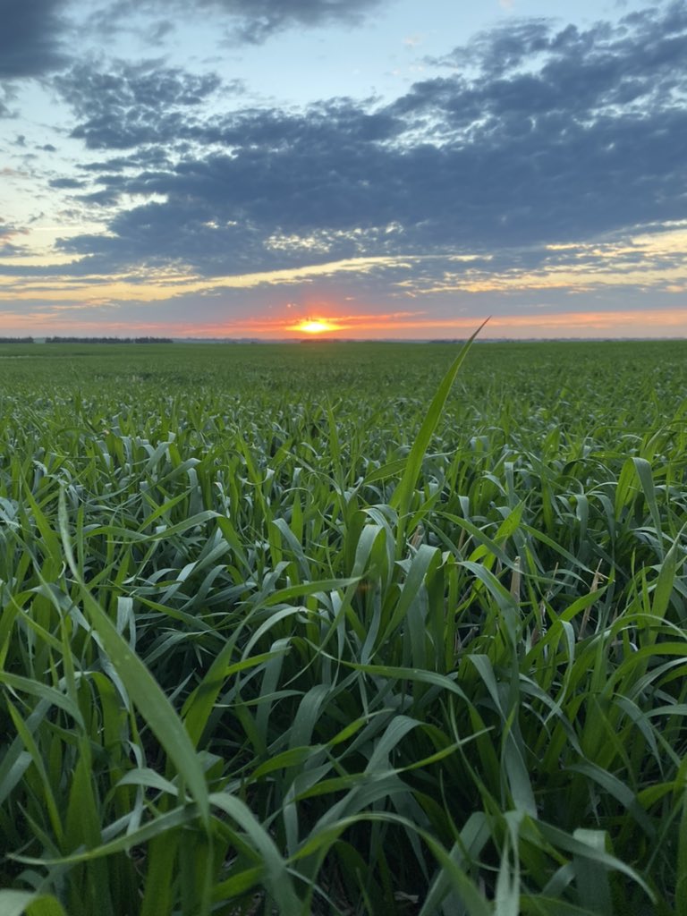 AAC Starbuck looking good from <a href="/LflLarry/">Larry Penner</a> <a href="/SeCan/">SeCan</a>