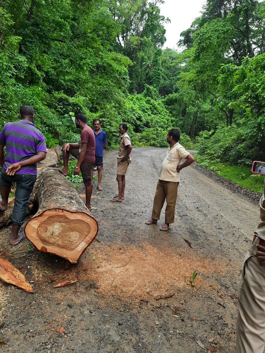 sharath1977's tweet photo. #Adajig Range #BaratangForestDivision  ensuring clearance of road blockage on 23/06/2021 https://t.co/e8hwKen26l