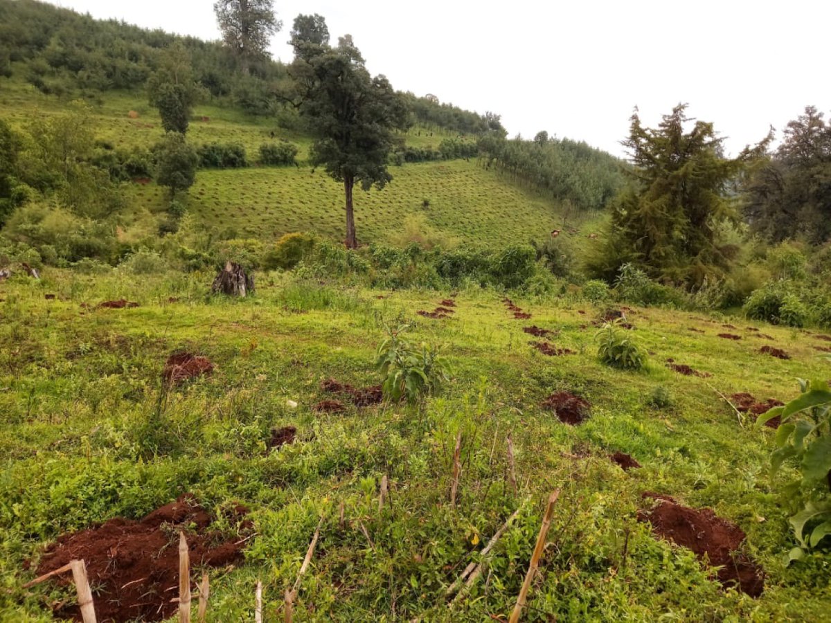 GreenBeltMoveUS's tweet photo. Our team in Kenya @GreenBeltMovmnt has planted over 400,000 trees in Mount Elgon! Do your part to support this amazing work. Link in bio 🌿 https://t.co/XRiXT7jAle