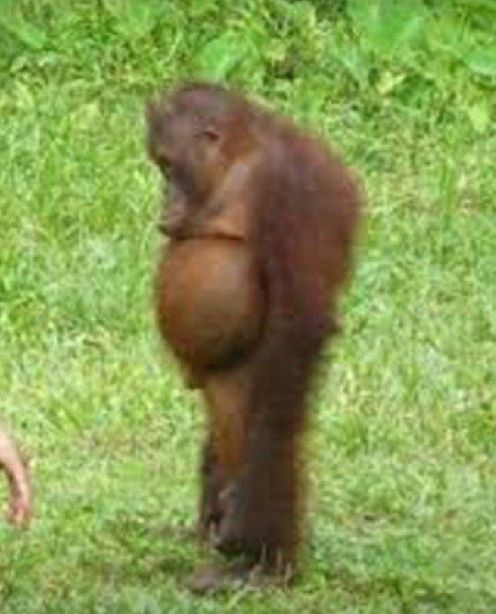 CAM__kID's tweet photo. este es el milagro del mono panson dale rt si quieres abundante sexo https://t.co/JryT8IsoCF
