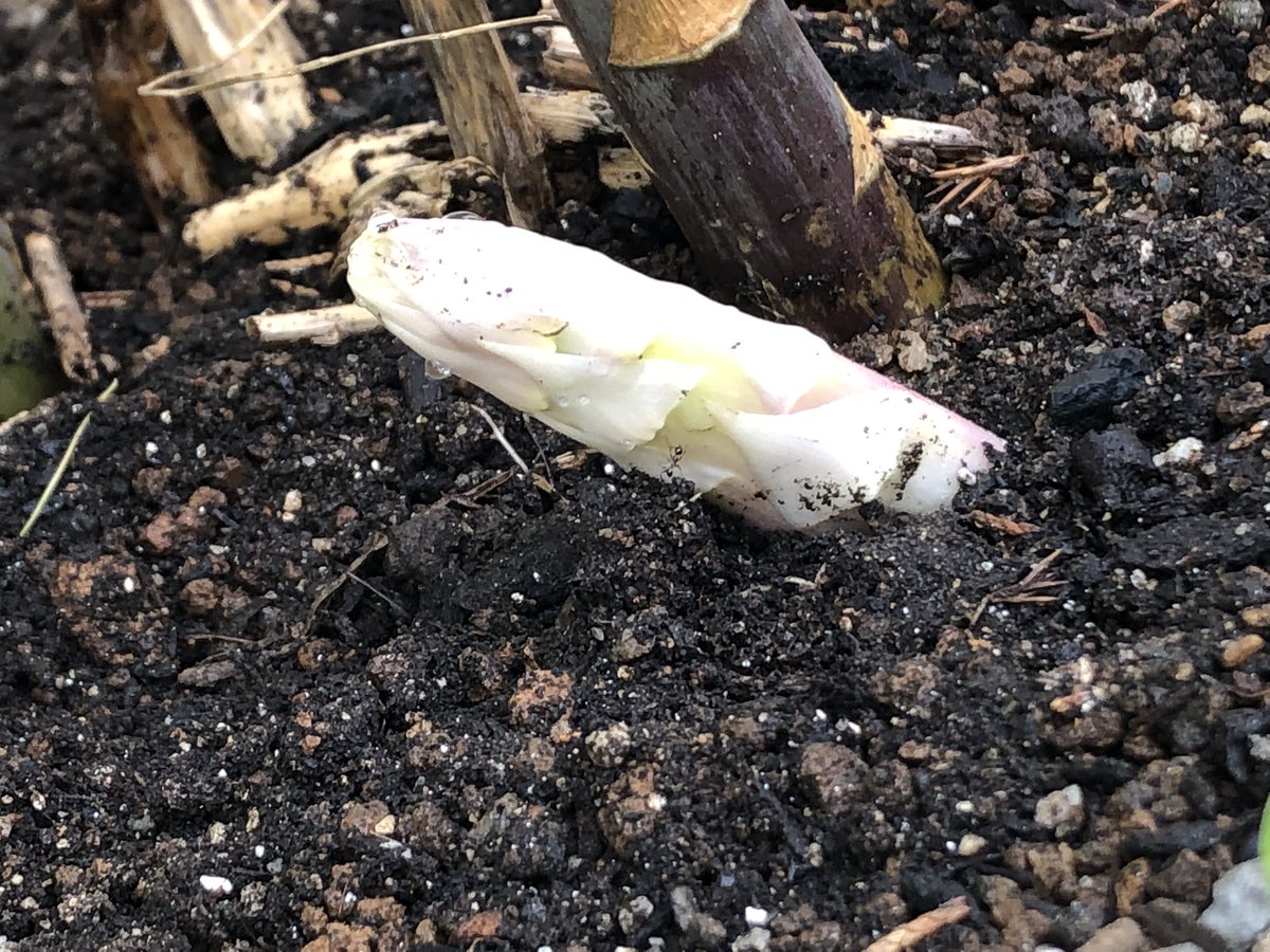 liver_llc's tweet photo. Gonna get grow it white!
白アスパラ!
#家庭菜園 #Gardening
#有機 #Organic
#有機農業 #Organicfarming
#無農薬 #Chemicalsfree
#コーヒーかす #Coffeegrounds
#コーヒー #coffee
#鶏糞 #chickendroppings
#サステナブル #sustainability
#農業 #agriculture
#リサイクル #recycle https://t.co/XtSQd1bmIj