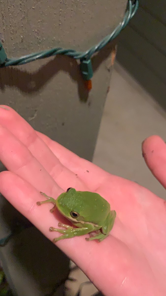 frog_luvr tweet picture