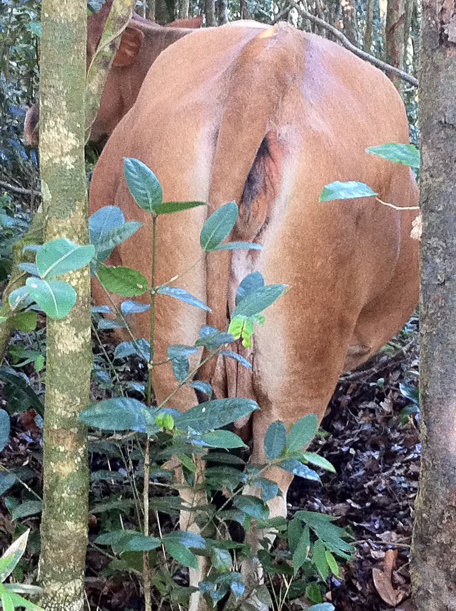 Just spotted a senior liberal policy maker strolling in the woods.