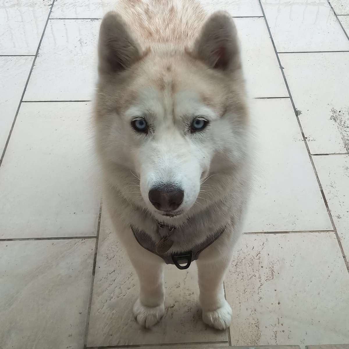 RealSexyCyborg's tweet photo. Your daily Momo. Walks out into the rain, then stands there glaring at you reproachfully for letting her stand in the rain when she can walk back inside. Then of course the "yes I have a full water bowl but I'm going to drink from puddles so you pay attention to me" maneuver😅 https://t.co/9KgOIW4Oun