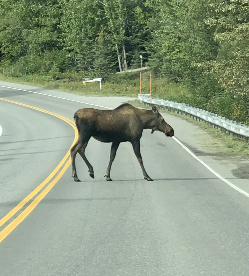 here_in_alaska's tweet photo. The latest Here in #Alaska #newsletter has gone out to subscribers. Don't you want to read about #MooseTwitter and how to avoid the old stomp stomp stomp? Sign up today. It's free (though I'm happy to take your money). https://t.co/P0SNzG8DPx https://t.co/ZtNkfGUiCS