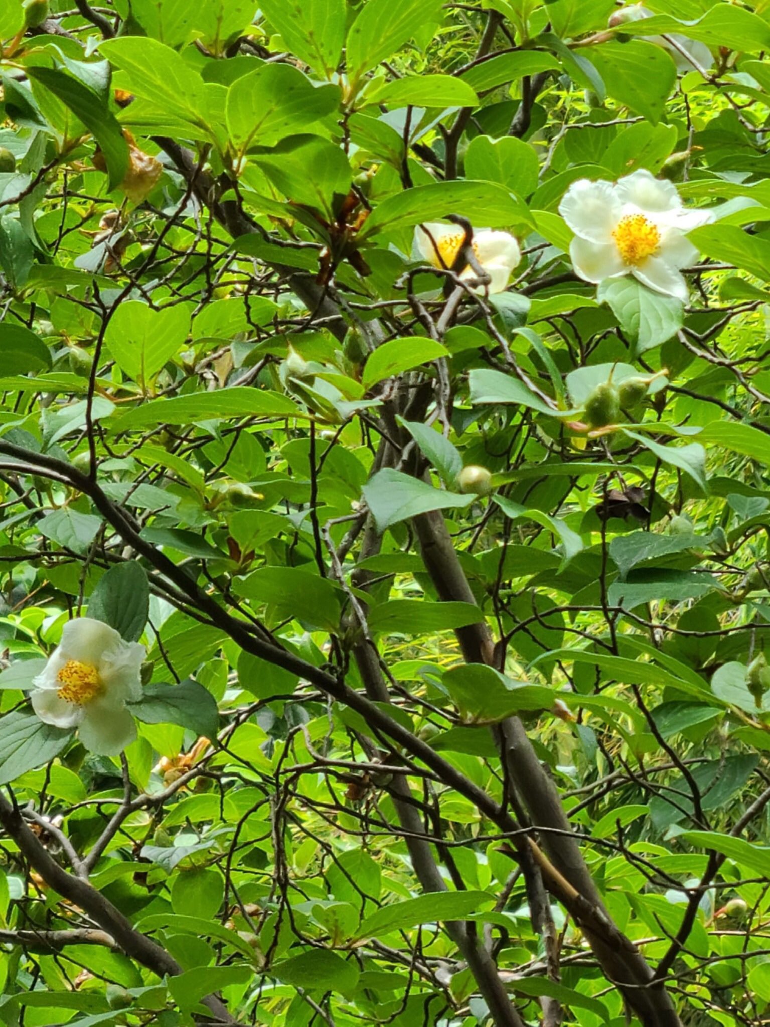 沙羅双樹の花 Twitter Search Twitter