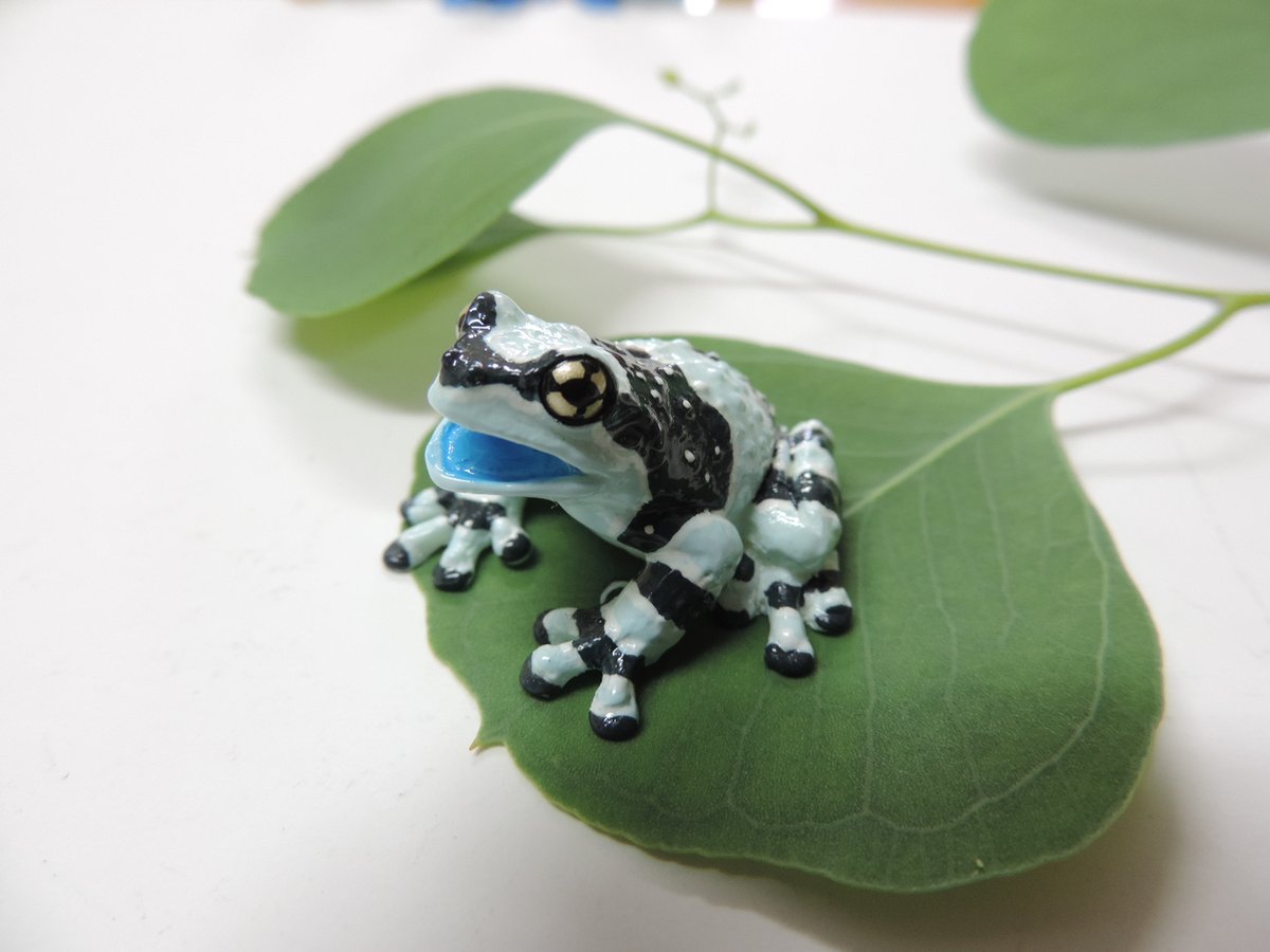 カエル工房 こんなカエルもいます ジュウジメドクアマガエル 口の中が青くてかわいいカエルです 在庫一点しかないですが T Co Iukpuefwww