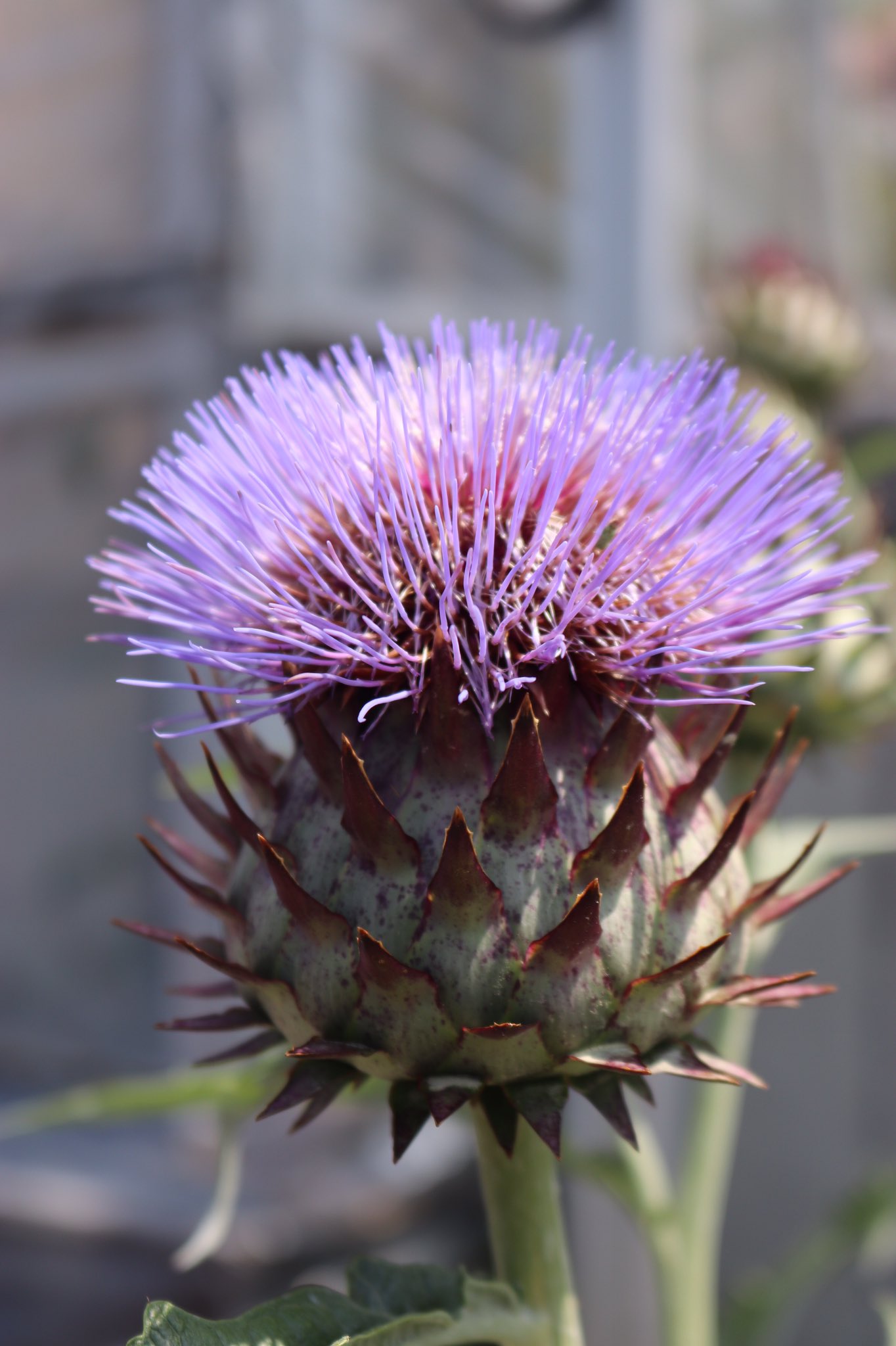 咲くやこの花館 役立つ植物広場にて アーティチョーク が開花しています ふさふさの紫色の花 がカワイイです 地中海地方では 一般的な野菜として開花直前のツボミを好んで食べるそうです 咲くやこの花館 T Co W1lneqs2s8 Twitter