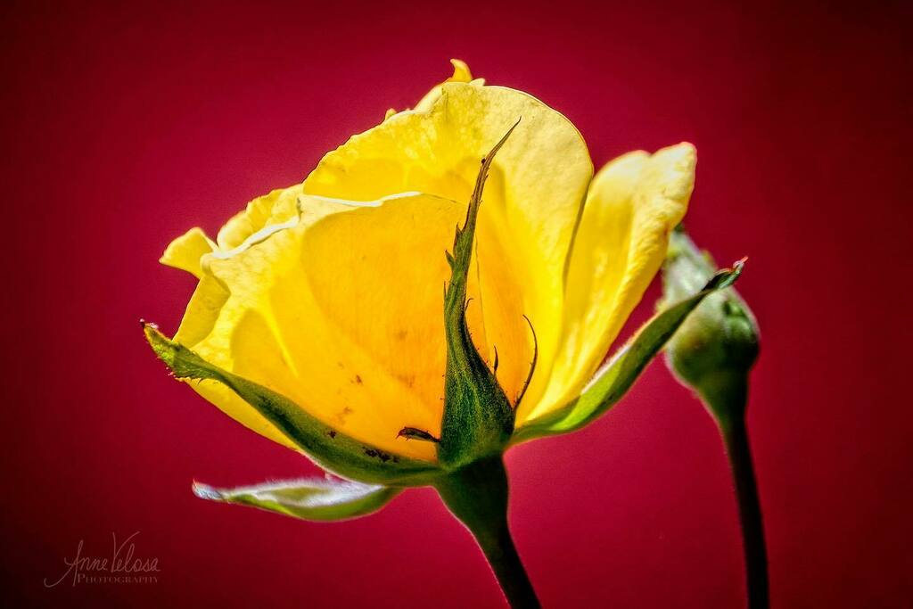 From our stay in Sedona.
.
.
.
#thankful #rose #yellow #yellowrose #flowers #flowersofinstagram #floraandmacro #macroandflora #macroandflowers #macro #macrophotography #nature #mothernature #naturelovers #nikonphotography #nikon #nikonusa