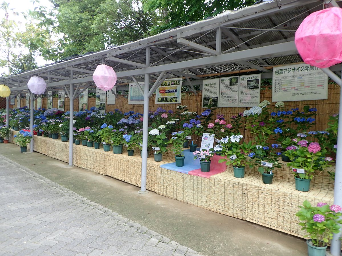 広島市植物公園 現在開催中のアジサイ展では アジサイの花を浮かべた水盤や土壌ph値による花色の変化が分かるような展示もしています アジサイ展 紫陽花 広島市植物公園