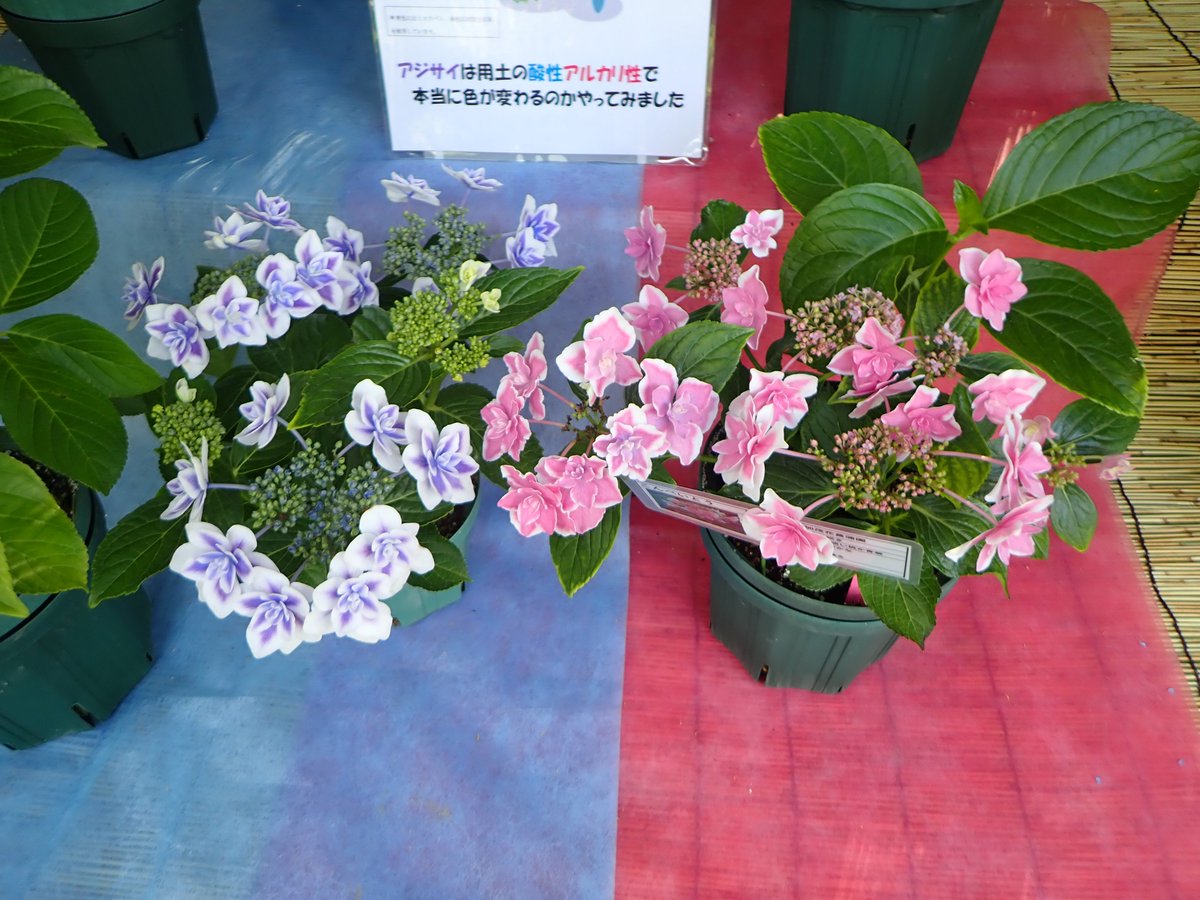 広島市植物公園 現在開催中のアジサイ展では アジサイの花を浮かべた水盤や土壌ph値による花色の変化が分かるような展示もしています アジサイ展 紫陽花 広島市植物公園