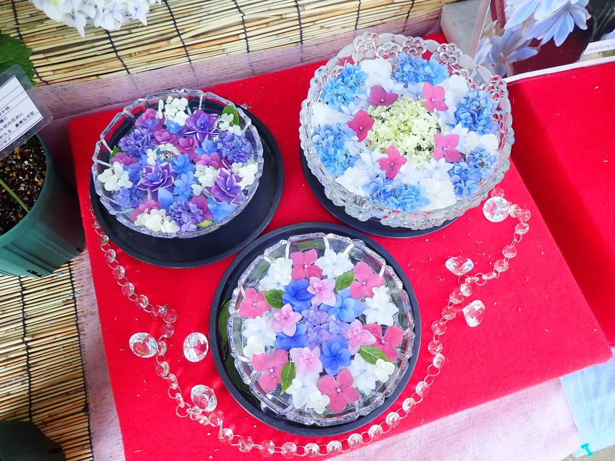 広島市植物公園 現在開催中のアジサイ展では アジサイの花を浮かべた水盤や土壌ph値による花色の変化が分かるような展示もしています アジサイ展 紫陽花 広島市植物公園