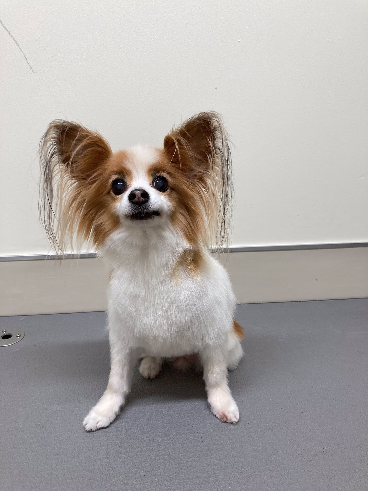 Theケネルズ東京 老犬ホーム ペットホテル トリミング カットコースご利用 パピヨンのりんりんちゃん 暑くなってきたので夏仕様になりました Theケネルズ東京 犬好きさんとつながりたい パピヨン T Co L1o3oiwt8t Twitter