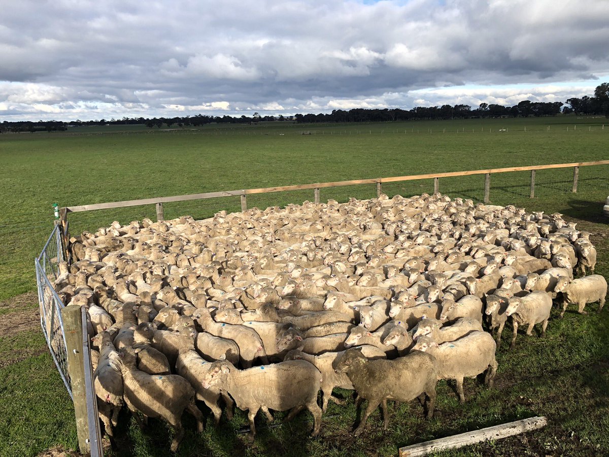 allisterjm's tweet photo. I am looking for full time farm worker in Winnindoo, VIC. more details in photos. Retweet’s appreciated https://t.co/lmepPqlYGk