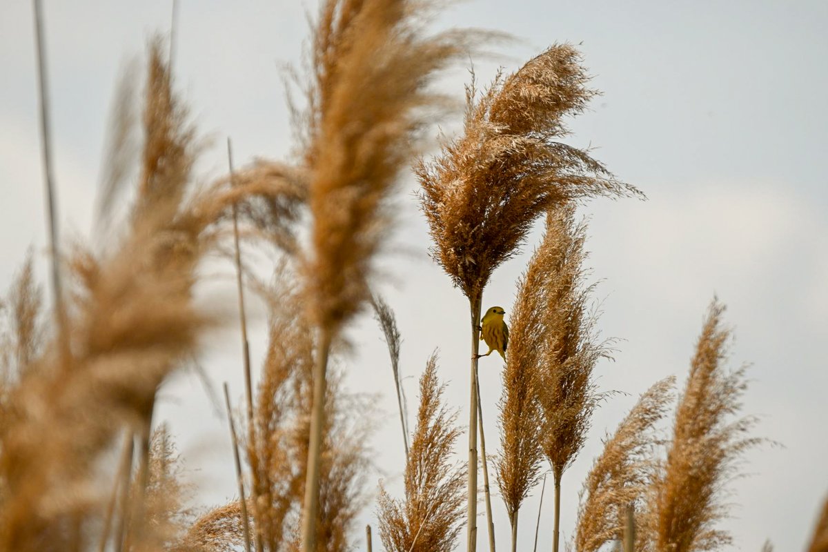 DUContario's tweet photo. Here's a yellow #warbler scouting breakfast from an elegant (but sadly, invasive) frond of phragmites above the water. 💛

Image by Kyle Borrowman

#fieldcaptures
#wildlifewednesday
#notjustducks
#warblerstoo https://t.co/LNM76vp1pU