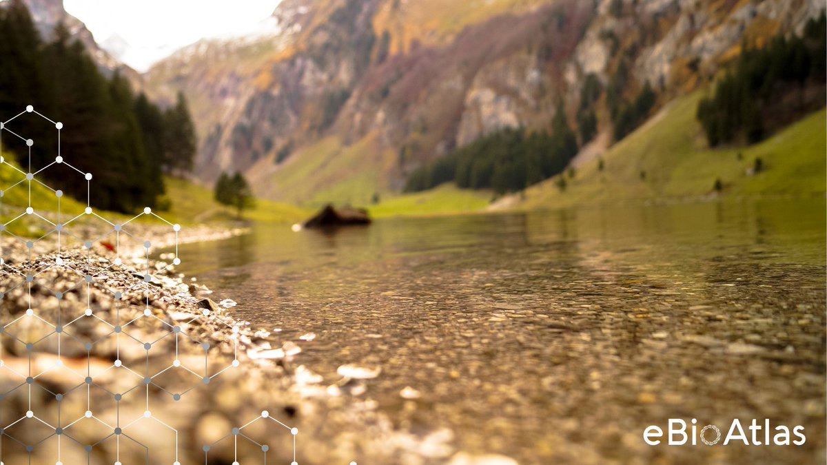 We are seeking a headline sponsor for the #eBioAtlas programme! 

This is a unique opportunity to shift the landscape in accounting for biodiversity in the global economy. Please contact the team to learn more. 

ebioatlas.org/donors/