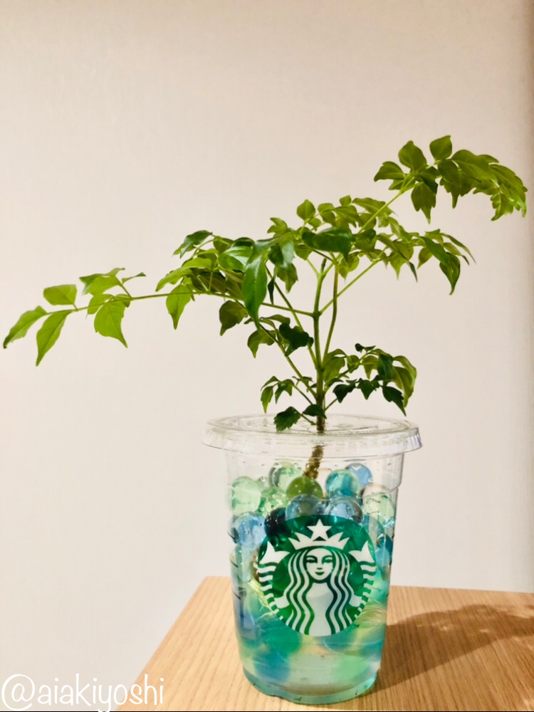 秋吉あい スタバのカップをリメイク Daiso観葉植物と セリアのゼリーで夏気分 我ながらgood 人 スタバ 観葉植物 Daiso T Co Qc4krxw2lg Twitter