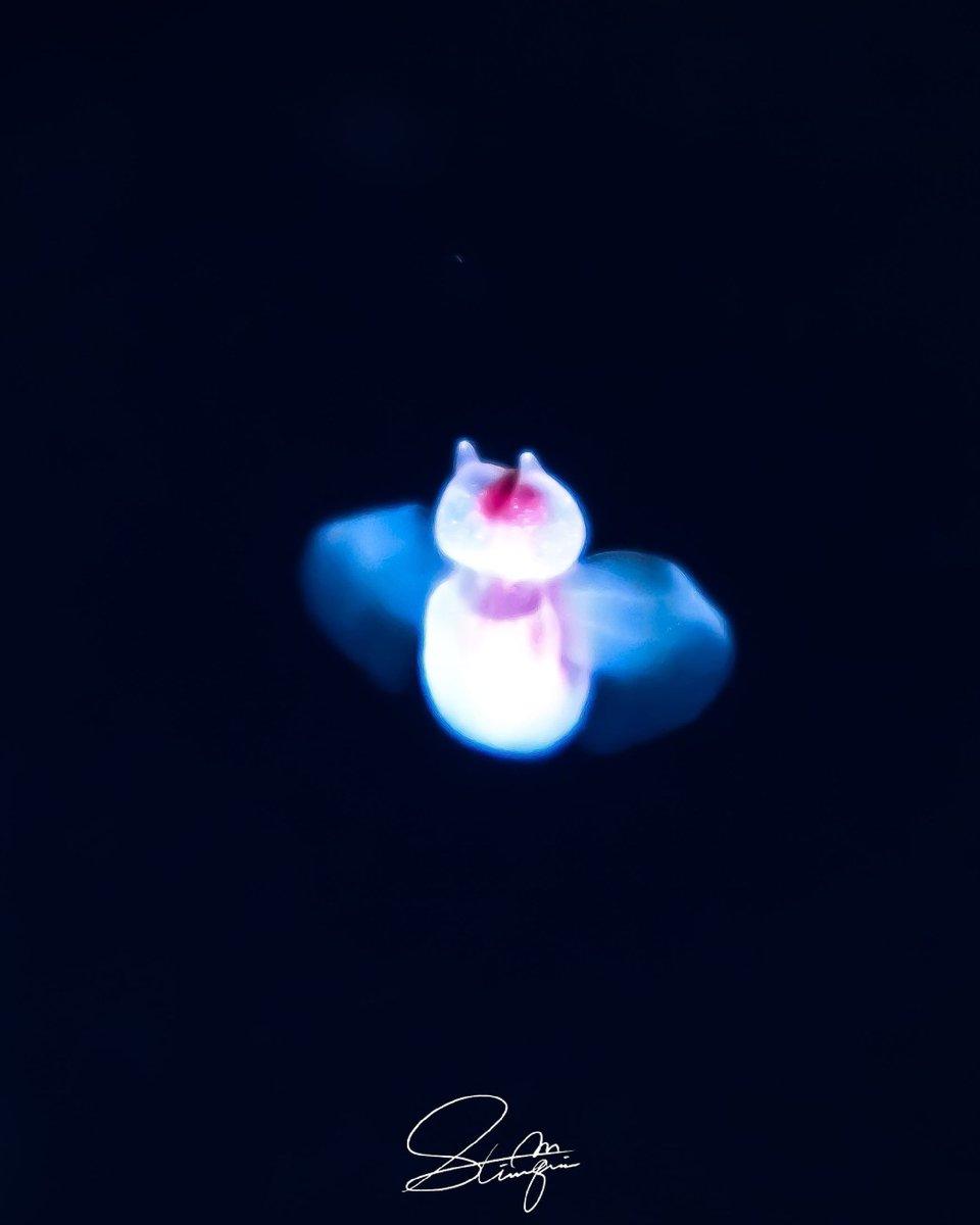 バッカルコーン