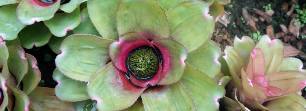 🔎 ¡Mira lo que he encontrado!
¿Qué son las plantas epífitas? - verdecora.es/blog/plantas-e… 
#plantas #decoración #natural #cuidados