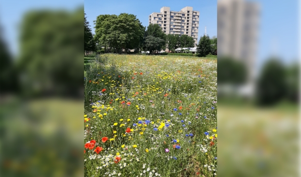 Vlinderidylle in Zuid: ‘De cirkel is rond’ -  bosscheomroep.nl/nieuws/algemee…