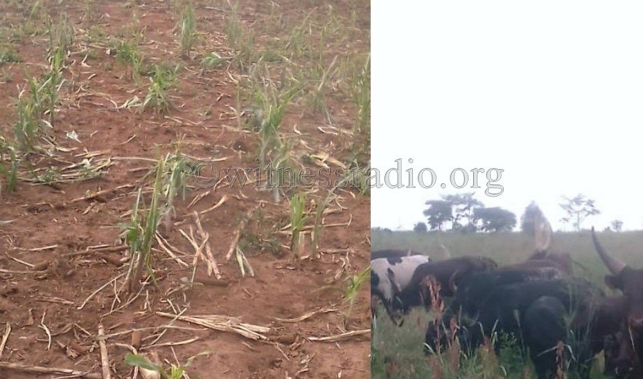 LOCKDOWN VIOLENCE ALERT: As lockdown bites, multinationals resort to the use of herds hired from pastoralists to evict locals off their land...
#ViolenceInCovid19Lockdown 
#LandGrabbing 
@hrw @amnesty @ILCAfrique @GlobalLandAllia 
Read more: witnessradio.org/lockdown-viole…