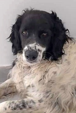 SosAbuelos1's tweet photo. SOLO TENEMOS HASTA EL JUEVES PARA ENCONTRAR ACOGIDA.
PARA #RAY.
ES UN ABUELITO DE 8 AÑOS, MEGACARIÑOSO.
SE LLEVA BIEN CON OTROS PERROS Y ES MUY SOCIABLE.
NO DEJEMOS QUE SE QUEDE SÓLO Y TENER QUE LLEVARLO A UNA RESIDENCIA..

ESTÁ EN VALENCIA.
601463323 WHATSAPP https://t.co/SwhBjoDxKQ