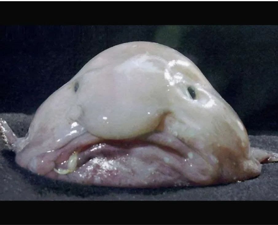 ColorMind01's tweet image. #SabiasQue...

El pez borrón o "blobfish" se alimenta de cangrejos en el fondo marino. Parece triste, es gelatinoso y la belleza no es uno de sus atributos. Está catalogado el animal más feo.

#Curiosear #DatoCurioso #Curiosidades #Breaking #News