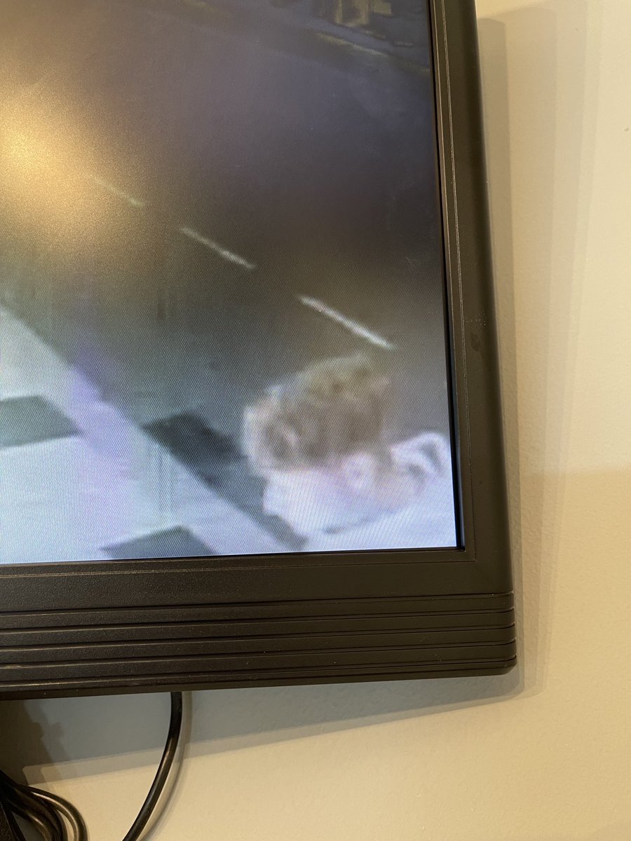 Hello red haired vandal….. thanks for smashing our plant pots in Hale. You and your mates… including the one with white jacket and the blonde girl are enroute t⁦<a href="/gmpolice/">Greater Manchester Police</a>⁩ #vandals ⁦@hale_alt_review⁩ ⁦<a href="/HaleCivicSoc/">HaleCivicSociety</a>⁩ ⁦<a href="/halebowdonmag/">Hale&Bowdon Magazine</a>⁩